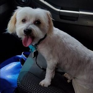 Not for sale!  My buddy Presley!